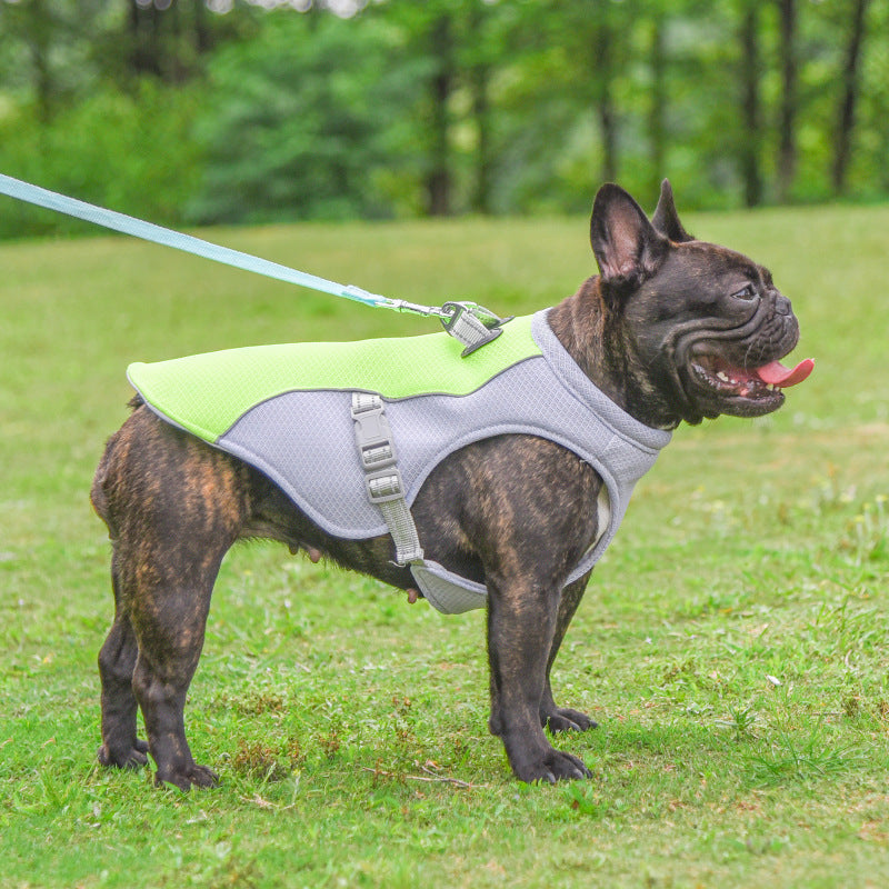 Pet Clothing & Costumes
