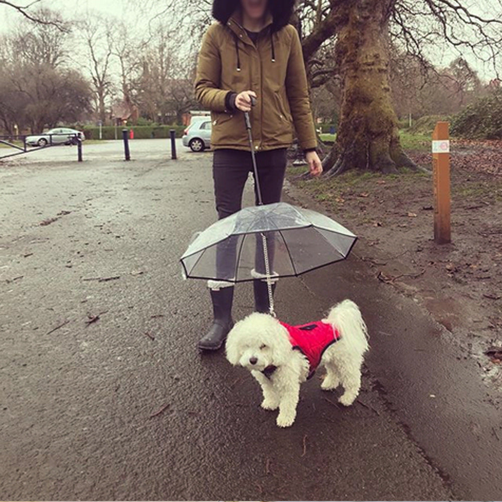 Rainy Day Walks Made Easy for Your Dog
