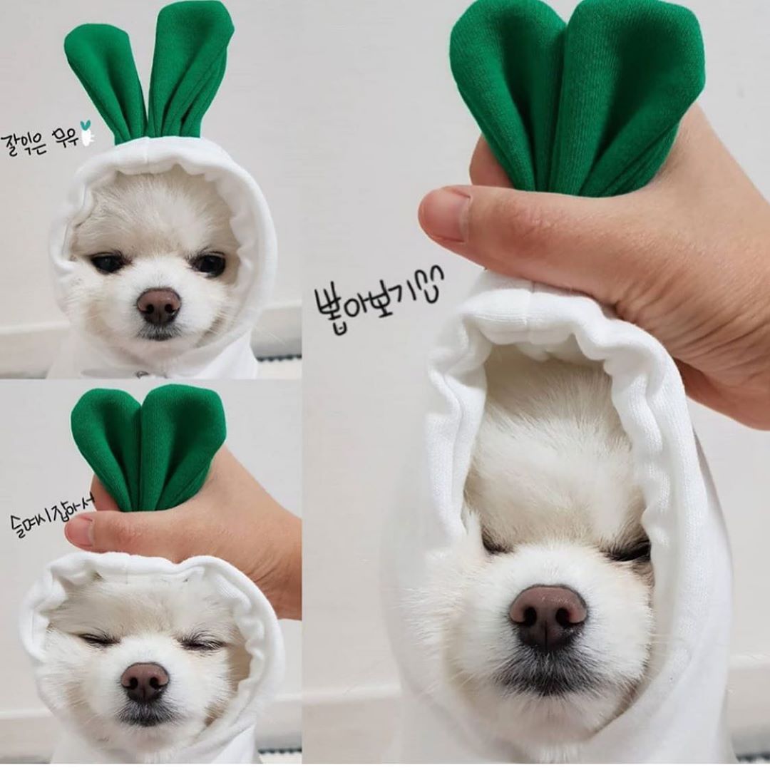 Warm Fleece Hoodie for Small Dogs and Cats