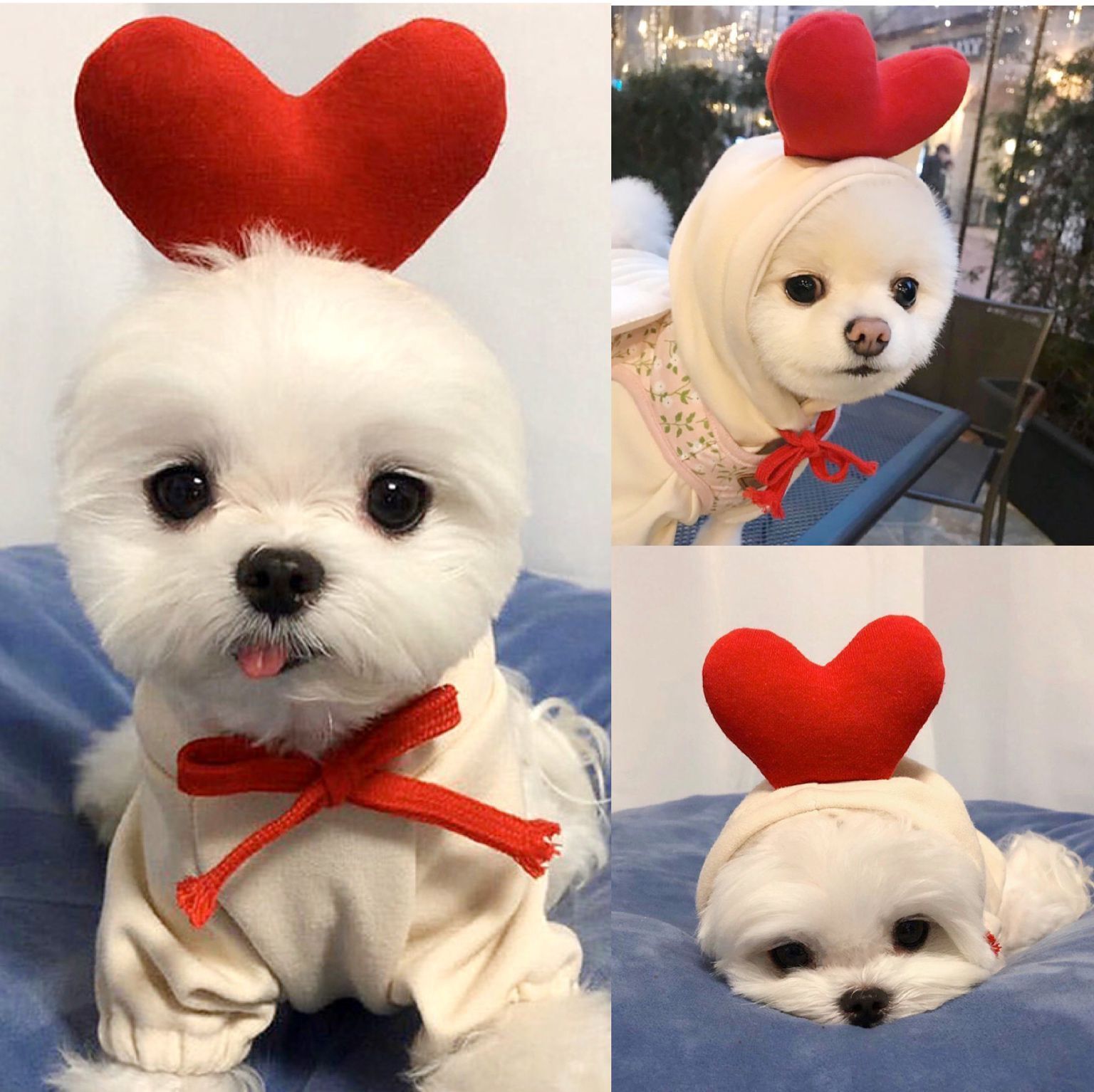 Warm Fleece Hoodie for Small Dogs and Cats