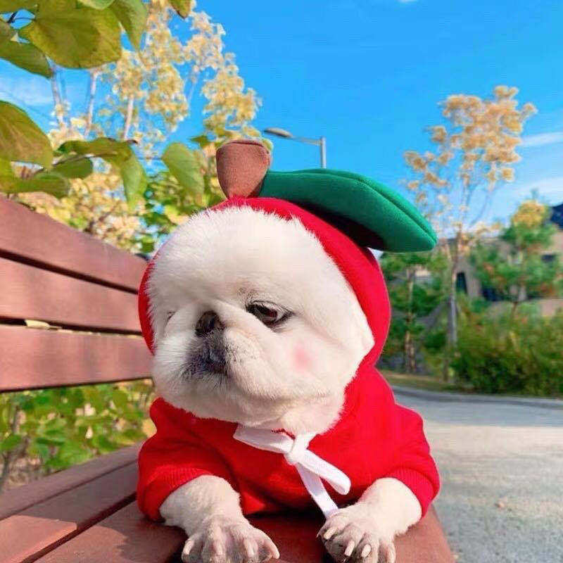 Warm Fleece Hoodie for Small Dogs and Cats