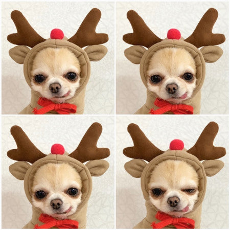 Warm Fleece Hoodie for Small Dogs and Cats