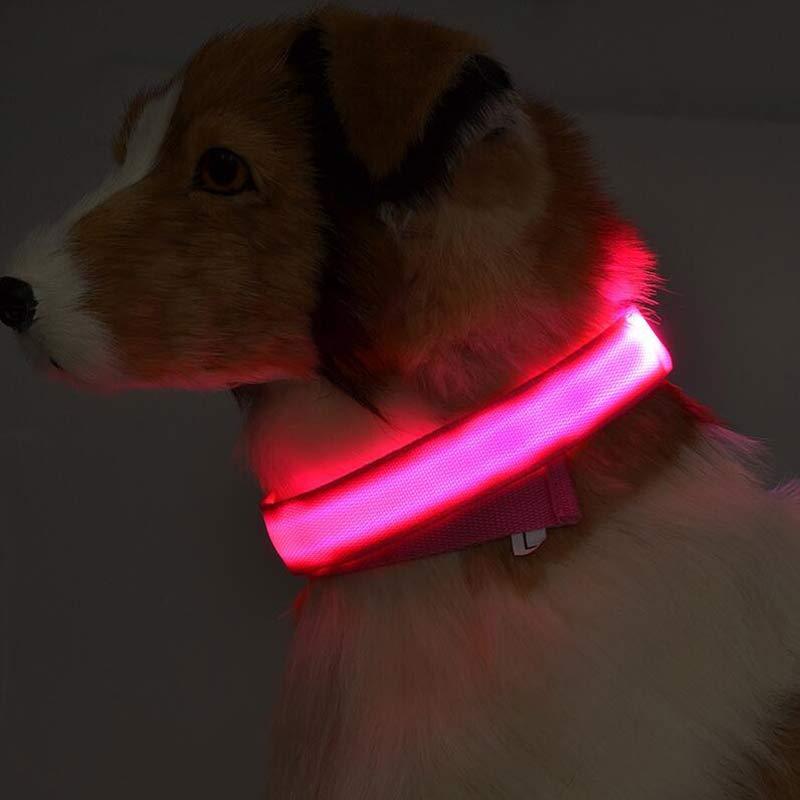 Bright Paws LED Safety Collar for Night Walks