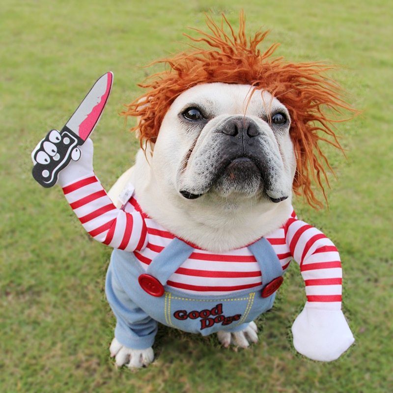 Halloween Fun Starts Here – Pet Costume for Dogs