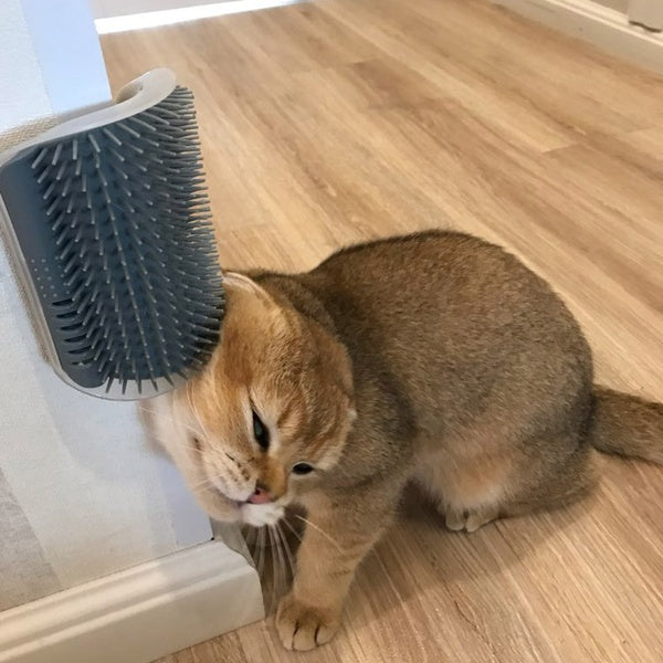 Pet Wall Brush: Cat’s Best Self-Grooming Friend